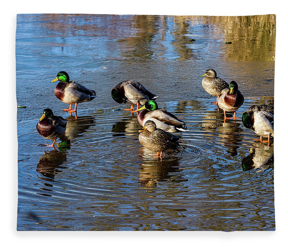 5- Places Fleece Blanket featuring the photograph Mallard ducks chilling out by Louis Dallara
