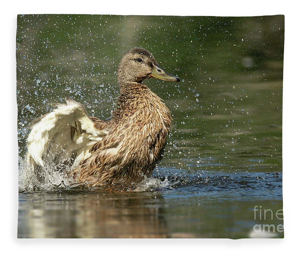 Mallard Fleece Blanket featuring the photograph Mallard Hen Duck Splashing in Water by Nikki Vig