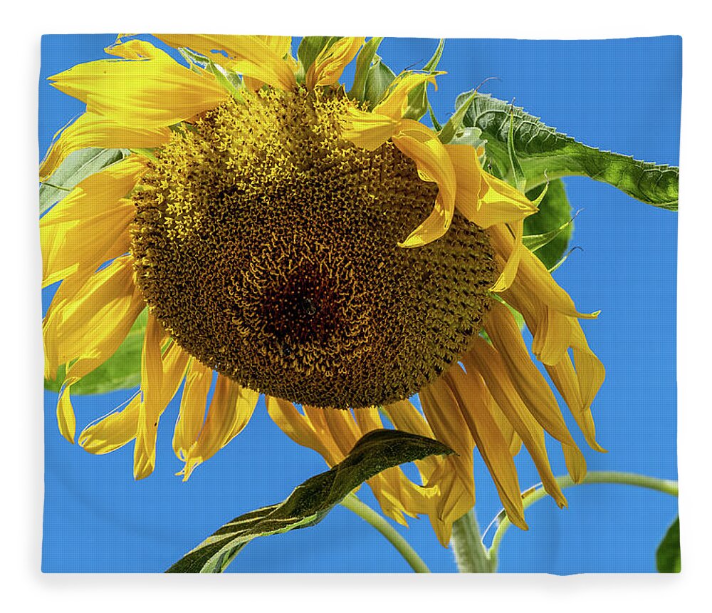 Sunflower fleece discount
