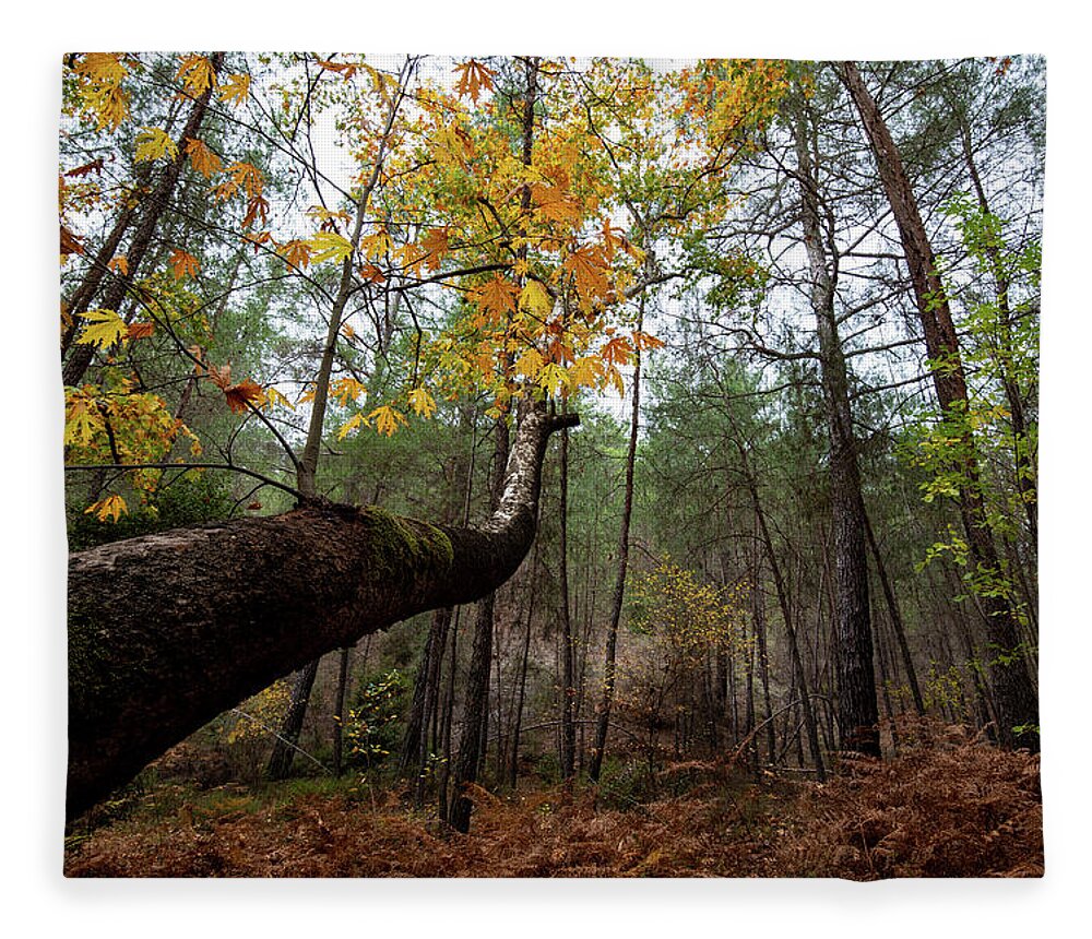 Autumn Fleece Blanket featuring the photograph Maple tree with yellow leaves in autumn in a forest . Troodos Cyprus by Michalakis Ppalis