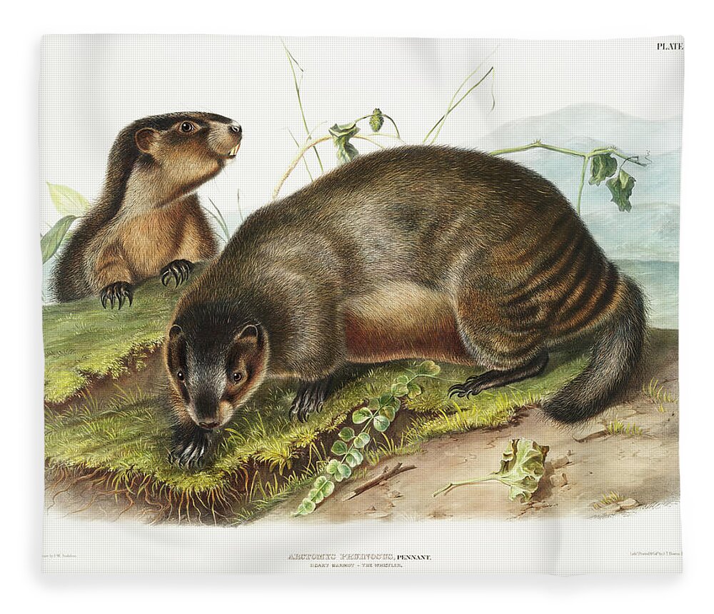 American Animals Fleece Blanket featuring the mixed media Marmots. John Woodhouse Audubon Illustration by World Art Collective