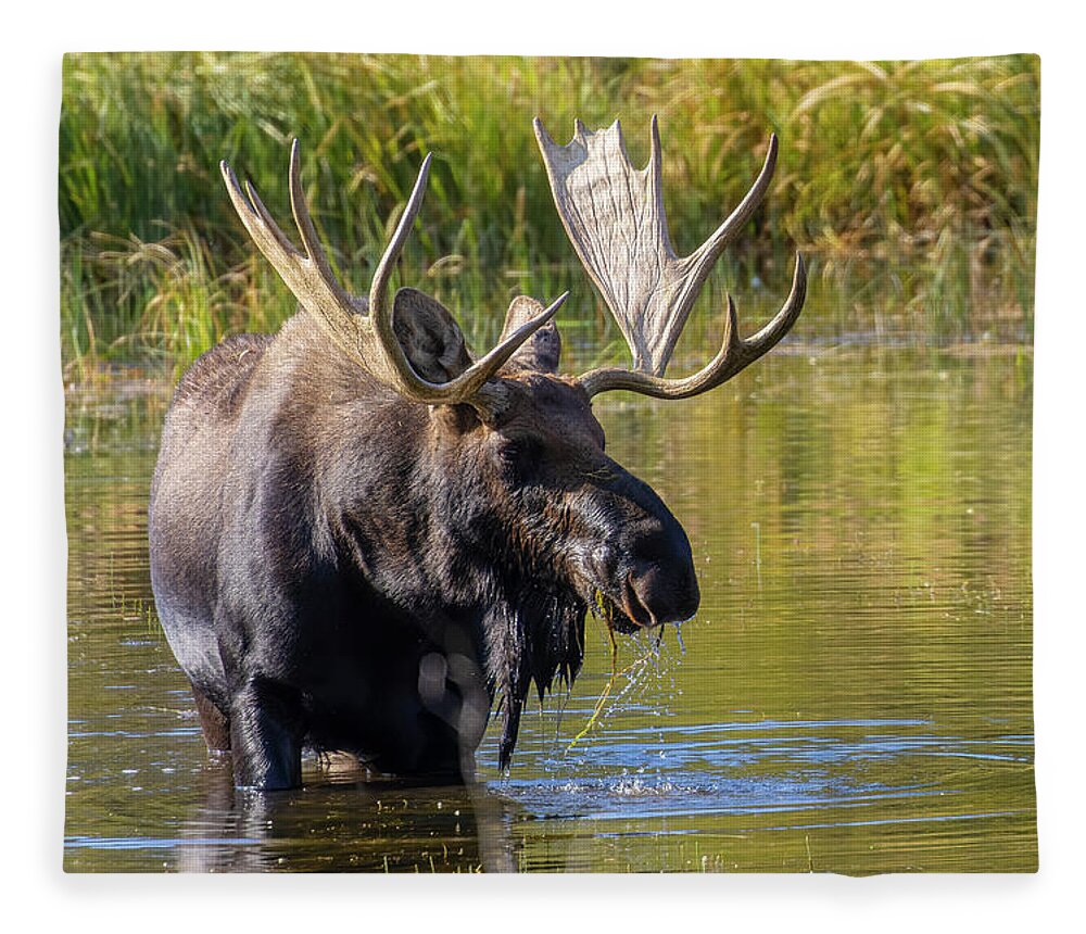 Wildlife Fleece Blanket featuring the photograph Massive Bull Moose by Steven Krull