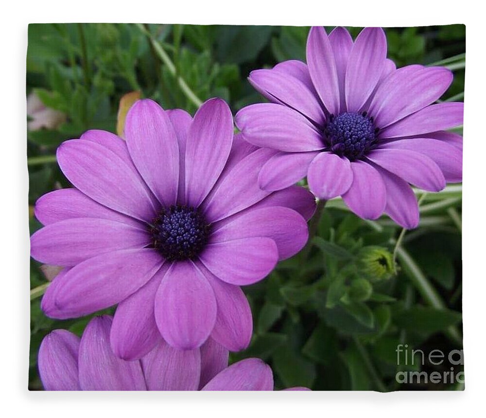 Flowers Fleece Blanket featuring the photograph Mauve Muses by Kimberly Furey