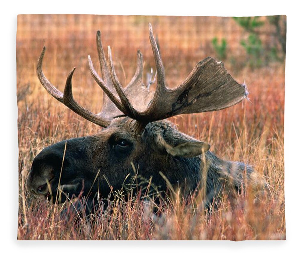 Moose Fleece Blanket featuring the photograph Merry Chrismoose by Bonnie Colgan