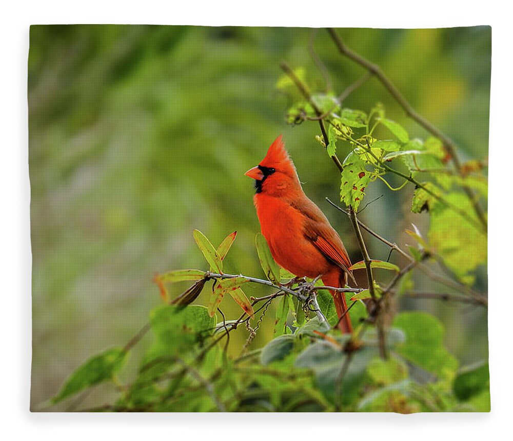 Northern Cardinal Fleece Blanket featuring the photograph Messenger of Love by Laura Putman