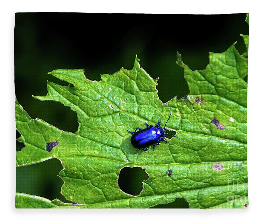 Agriculture Fleece Blanket featuring the photograph Metallic Blue Leaf Beetle On Green Leaf With Holes by Andreas Berthold