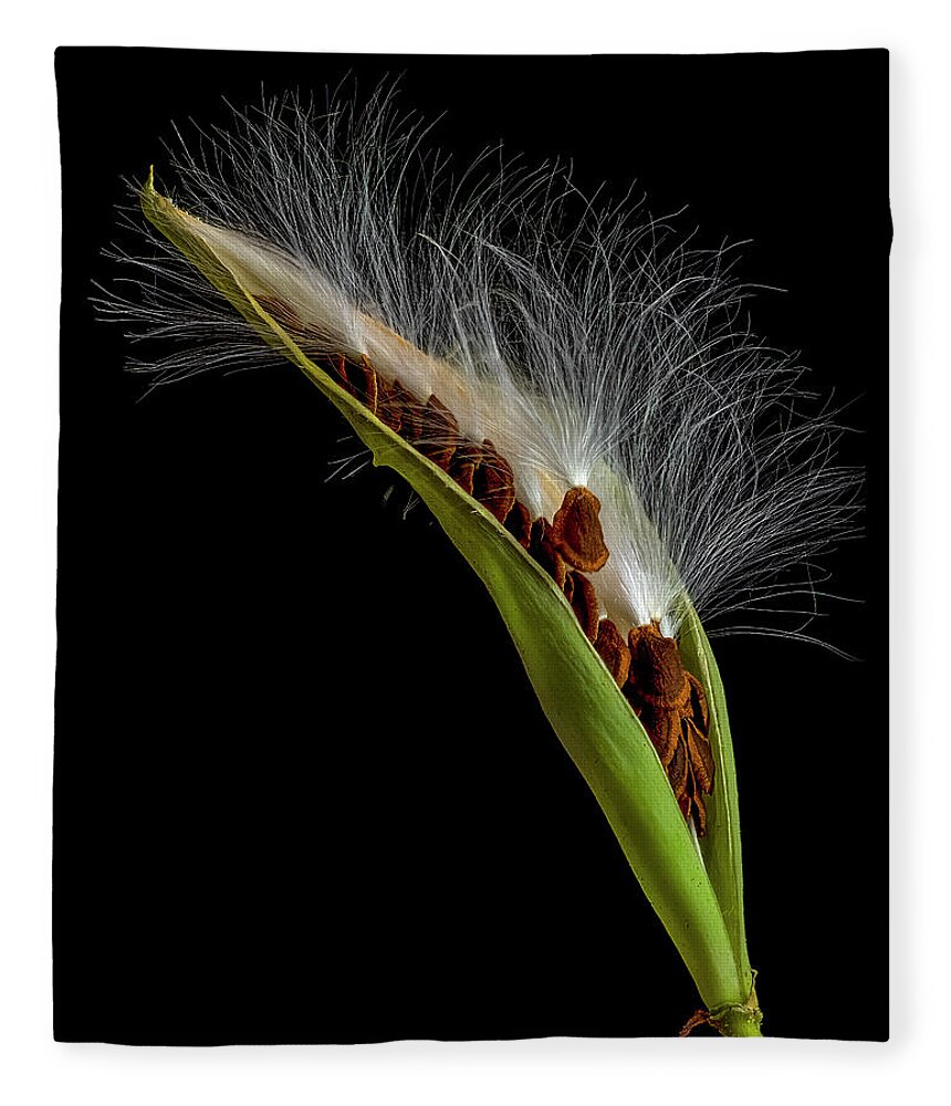 Milkweed Fleece Blanket featuring the photograph Milkweed Pod 3 by Endre Balogh
