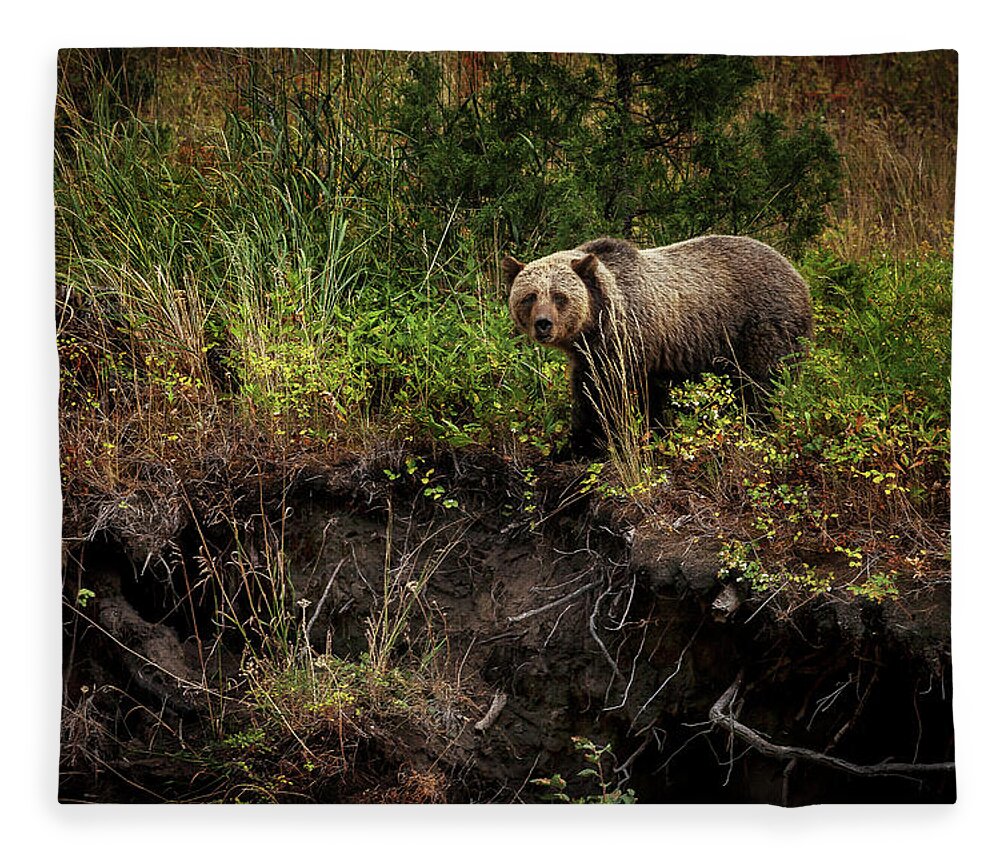 Landscape Fleece Blanket featuring the photograph Moma Bear on North Fork by Craig J Satterlee