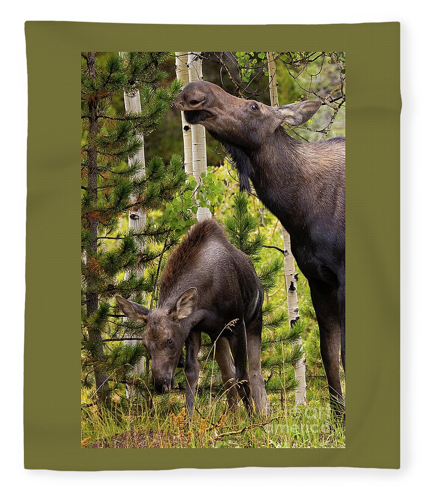 Moose Fleece Blanket featuring the photograph Moose Feeding Time by Steven Krull