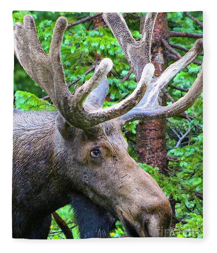 Moose Fleece Blanket featuring the photograph Moose on the Loose by Shirley Dutchkowski