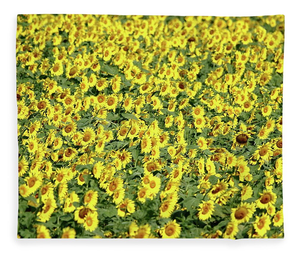 Sunflower Fleece Blanket featuring the photograph Morning Glow by Lens Art Photography By Larry Trager