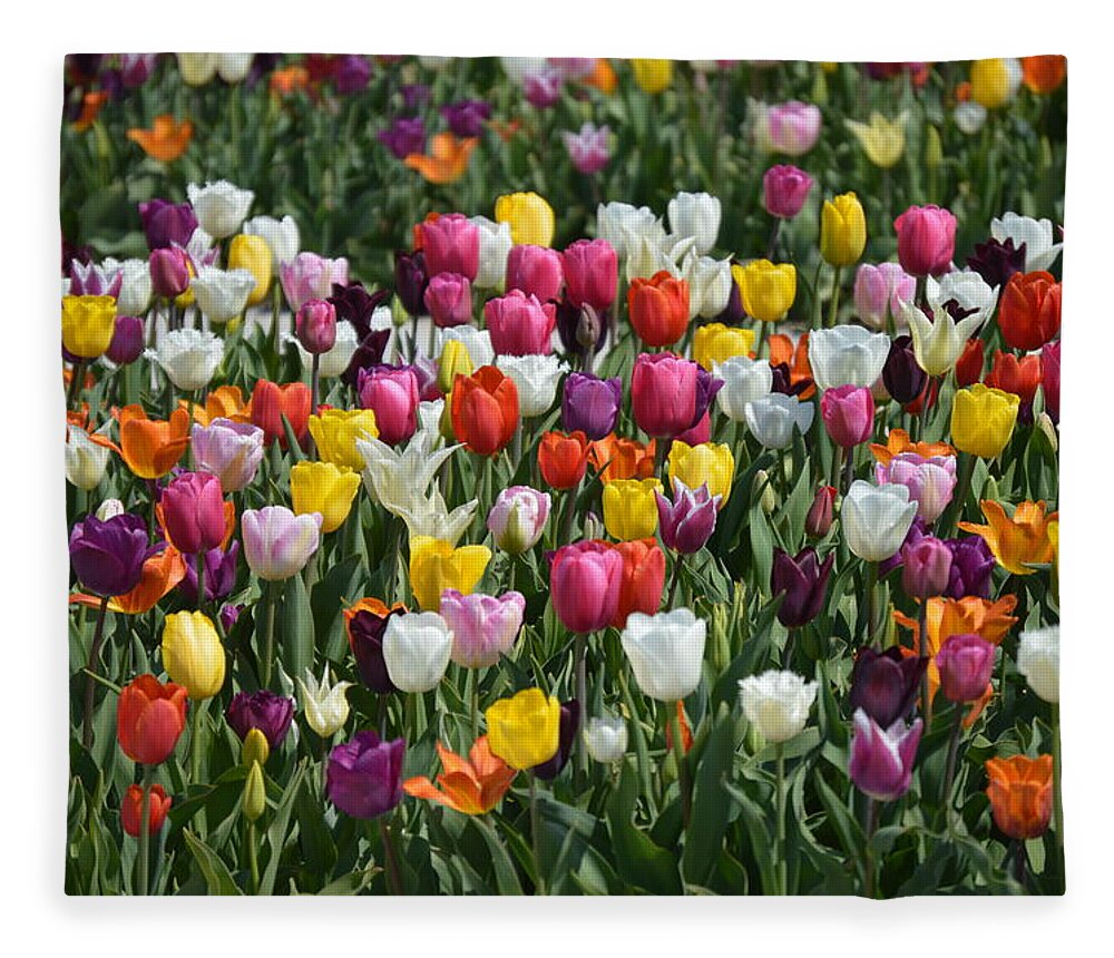 Tulips Fleece Blanket featuring the photograph Motely by Thomas Schroeder