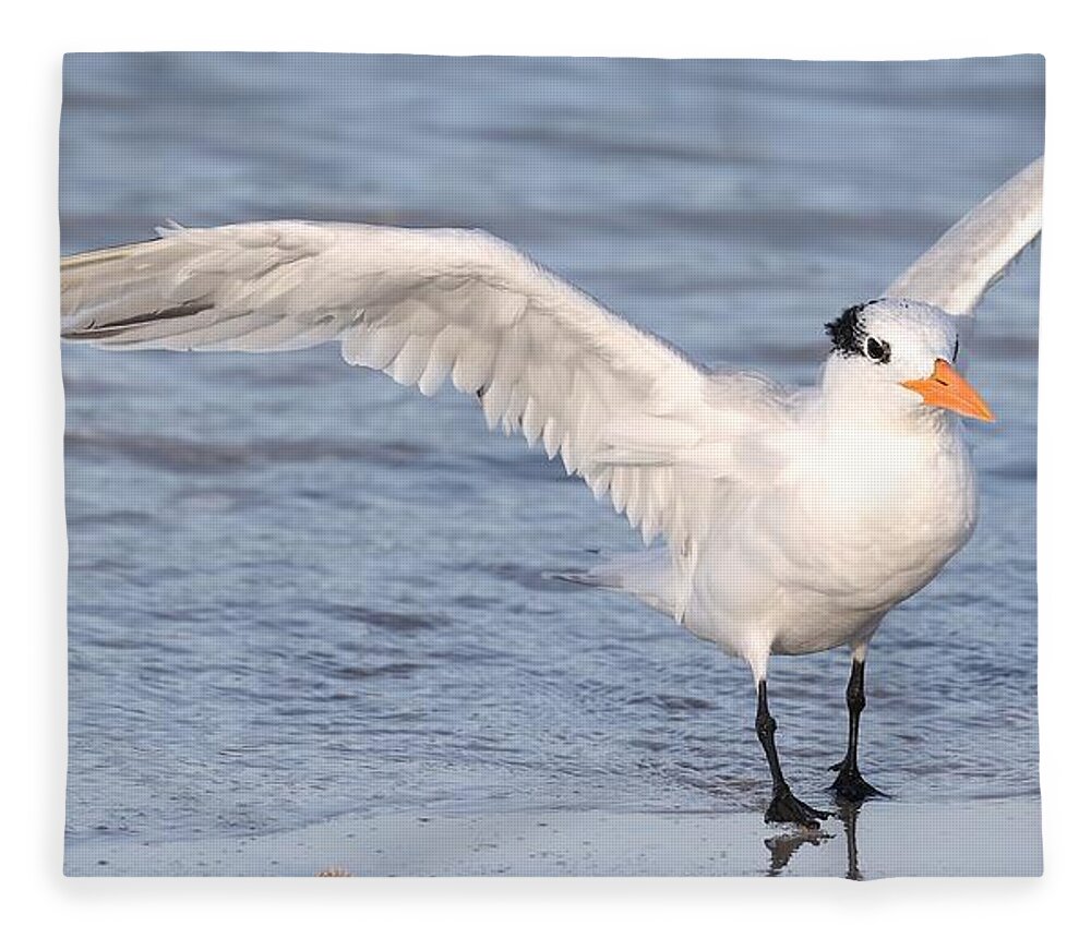 Royal Terns Fleece Blanket featuring the photograph Muscular Wings 2 by Mingming Jiang