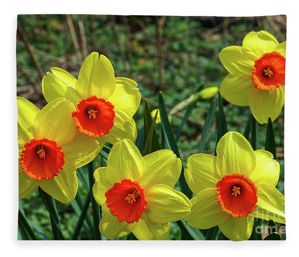 New York City Fleece Blanket featuring the photograph New York Spring Daffodils Two by Bob Phillips