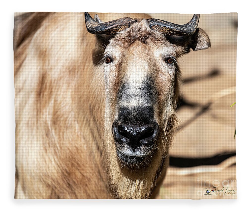 Cattle Chamois Fleece Blanket featuring the photograph Nice to Meet Gnu by David Levin