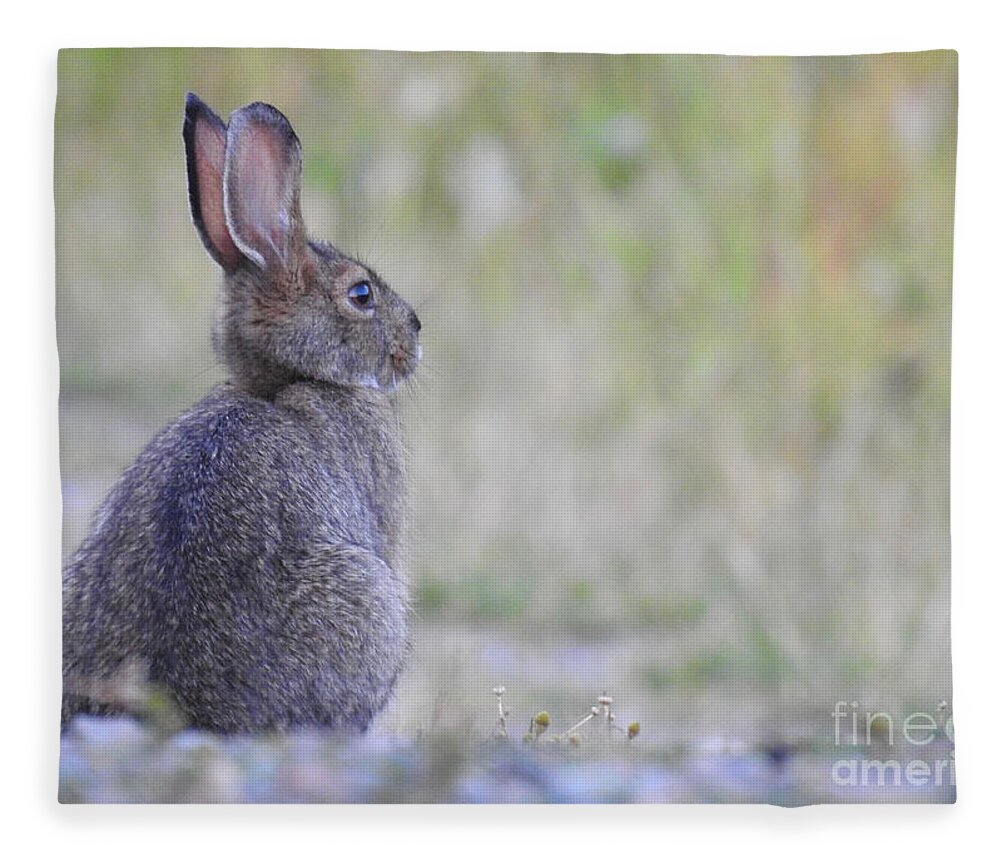Rabbit Fleece Blanket featuring the photograph Nipped by frost by Nicola Finch