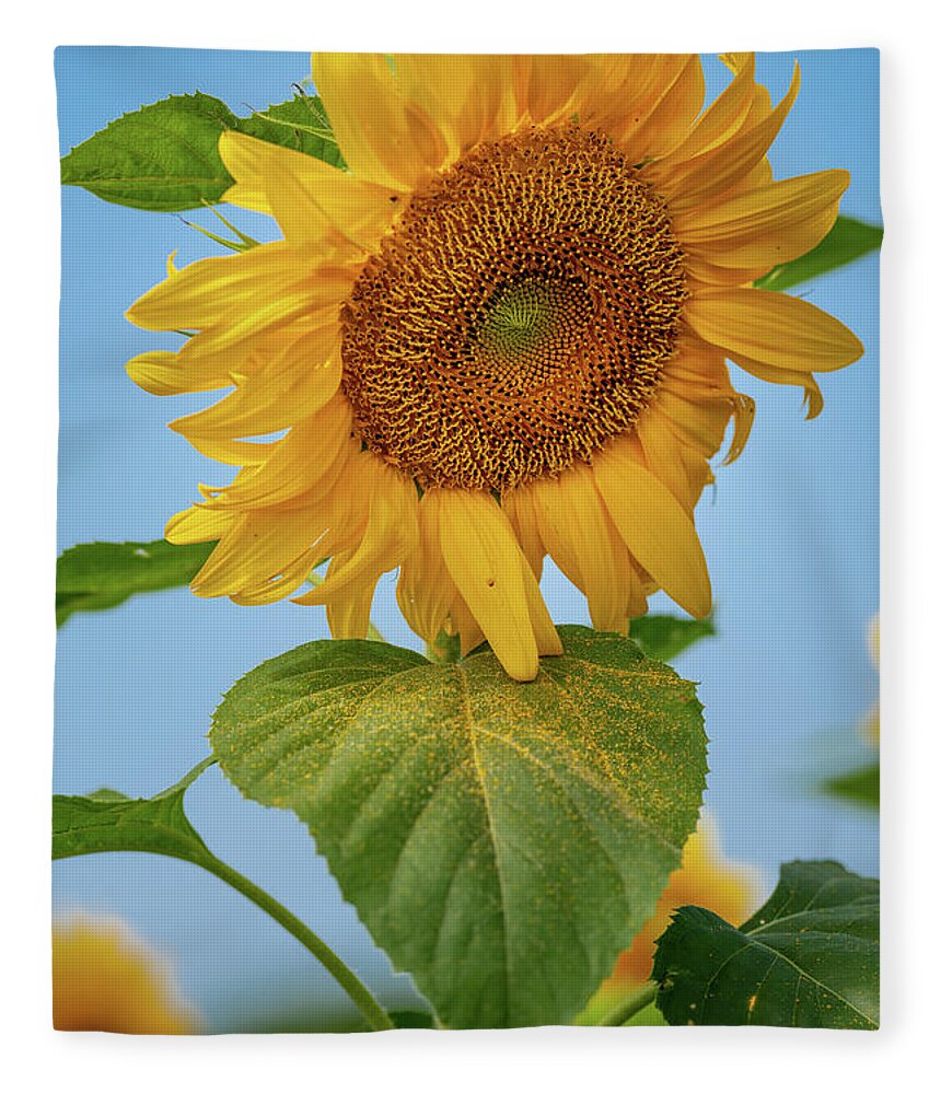 Sunflower Fleece Blanket featuring the photograph Nodding Sunflower by Grant Twiss