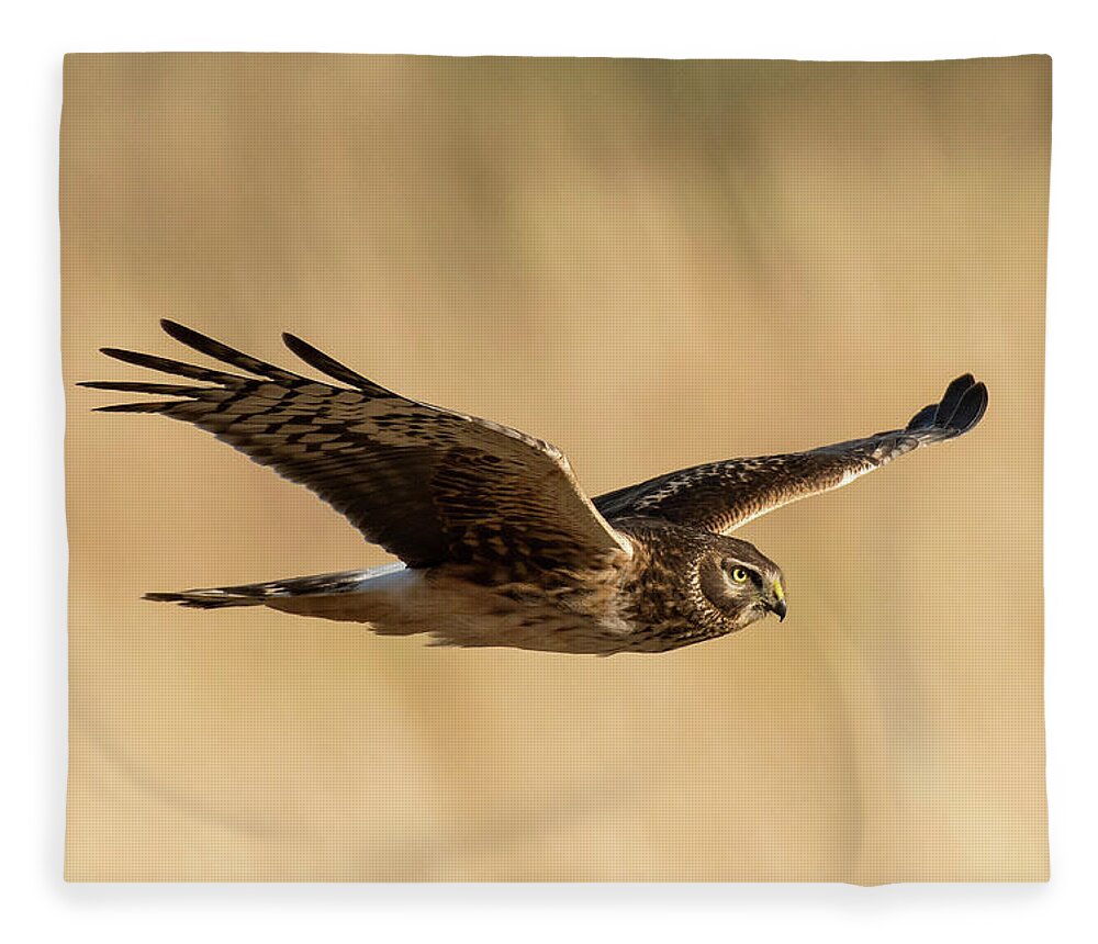 Nature Fleece Blanket featuring the photograph Northern Harrier, female by Linda Shannon Morgan