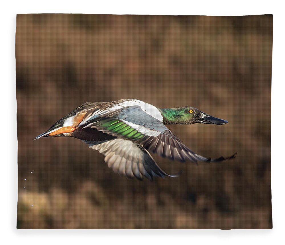 Wildlife Reserve Fleece Blanket featuring the photograph Northern Shoveler Flight by Mark Miller