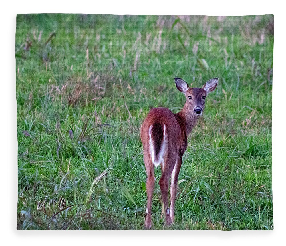 Deer Fleece Blanket featuring the photograph Oh Deer by Cynthia Clark