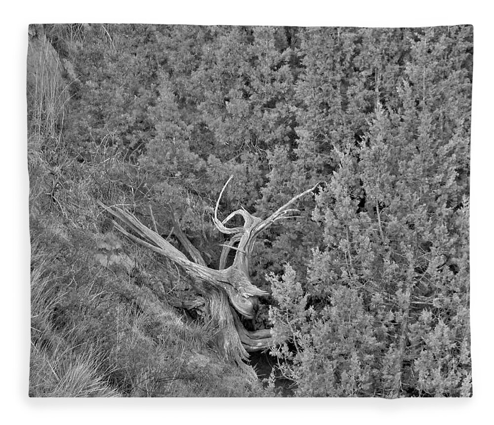 Tree Fleece Blanket featuring the photograph Old Twisted Juniper by Amanda R Wright