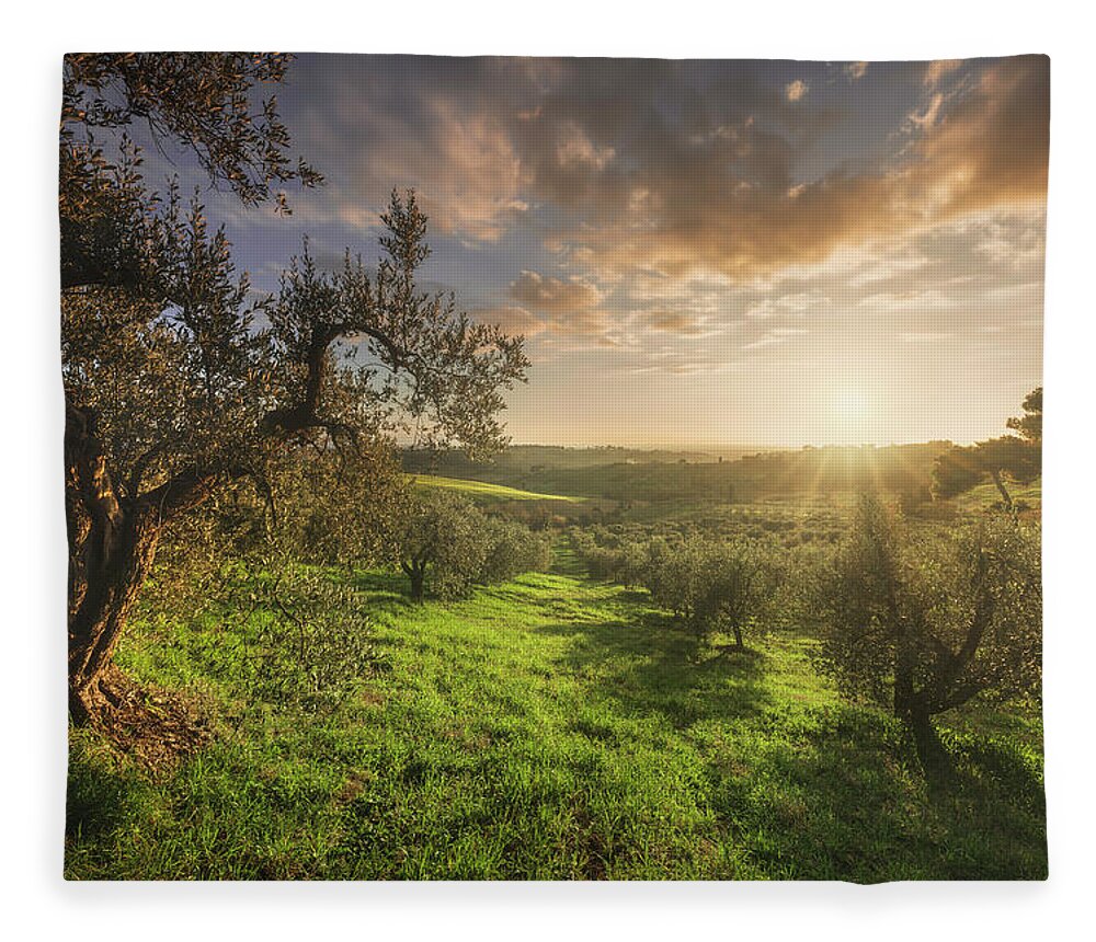 Olive Fleece Blanket featuring the photograph Olive grove in Alta Maremma. Tuscany by Stefano Orazzini