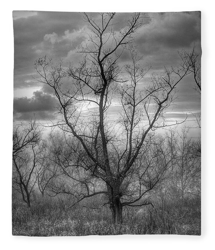Carolina Fleece Blanket featuring the photograph One Tree in Early Autumn Black and White by Debra and Dave Vanderlaan