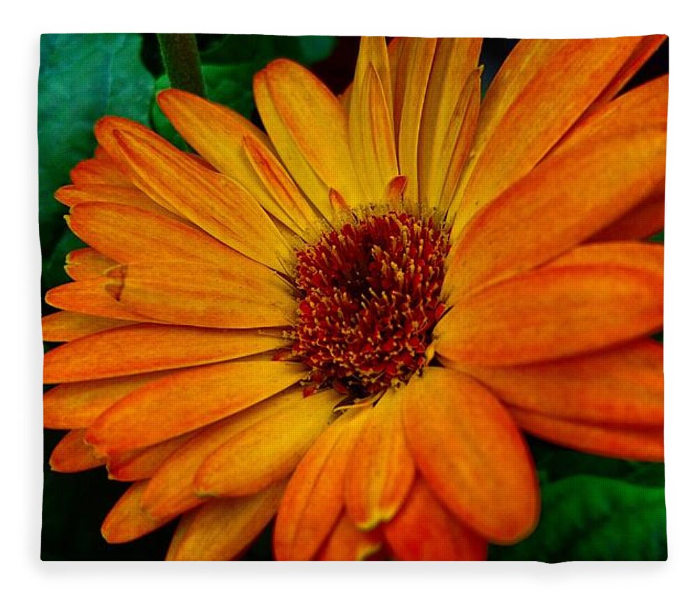 Photography Colourful Fleece Blanket featuring the photograph Orange daisy by Faa shie