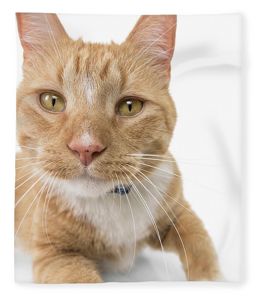 Cat Fleece Blanket featuring the photograph Orange Tabby Joy by Renee Spade Photography