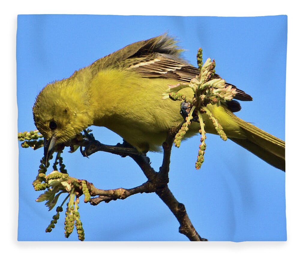 Bird Fleece Blanket featuring the photograph Orchard Oriole at Patrick Marsh by Chris Pappathopoulos