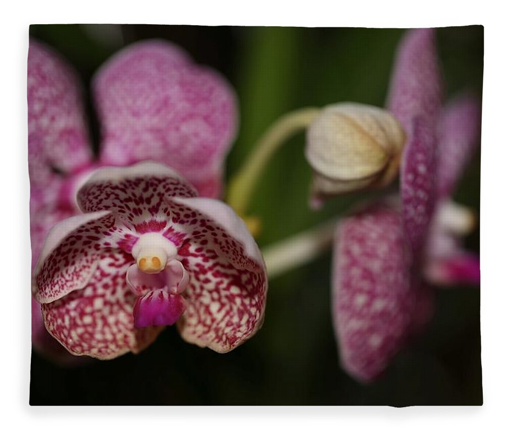 Orchid Fleece Blanket featuring the photograph Orchids by Mingming Jiang