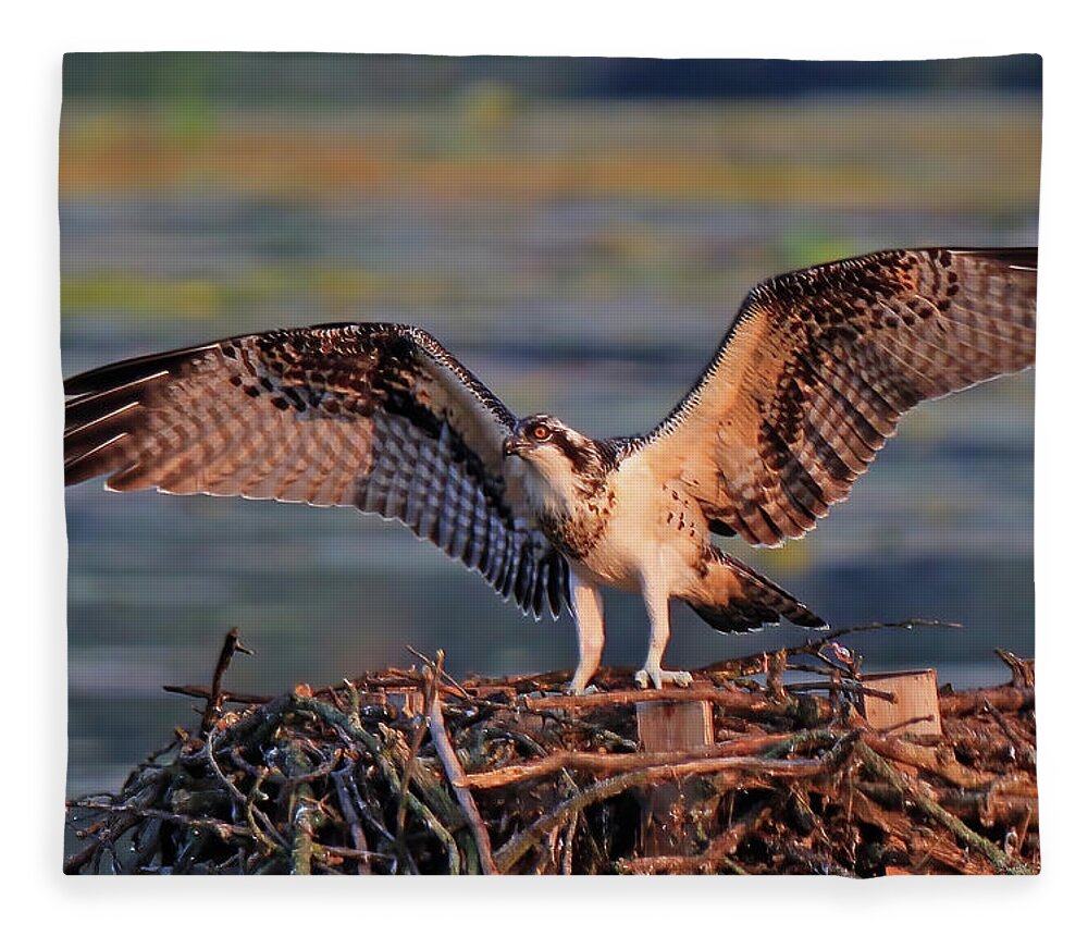 Osprey Fledgling Fleece Blanket featuring the photograph Osprey Fledgling Ready to Leave the Nest by Shixing Wen