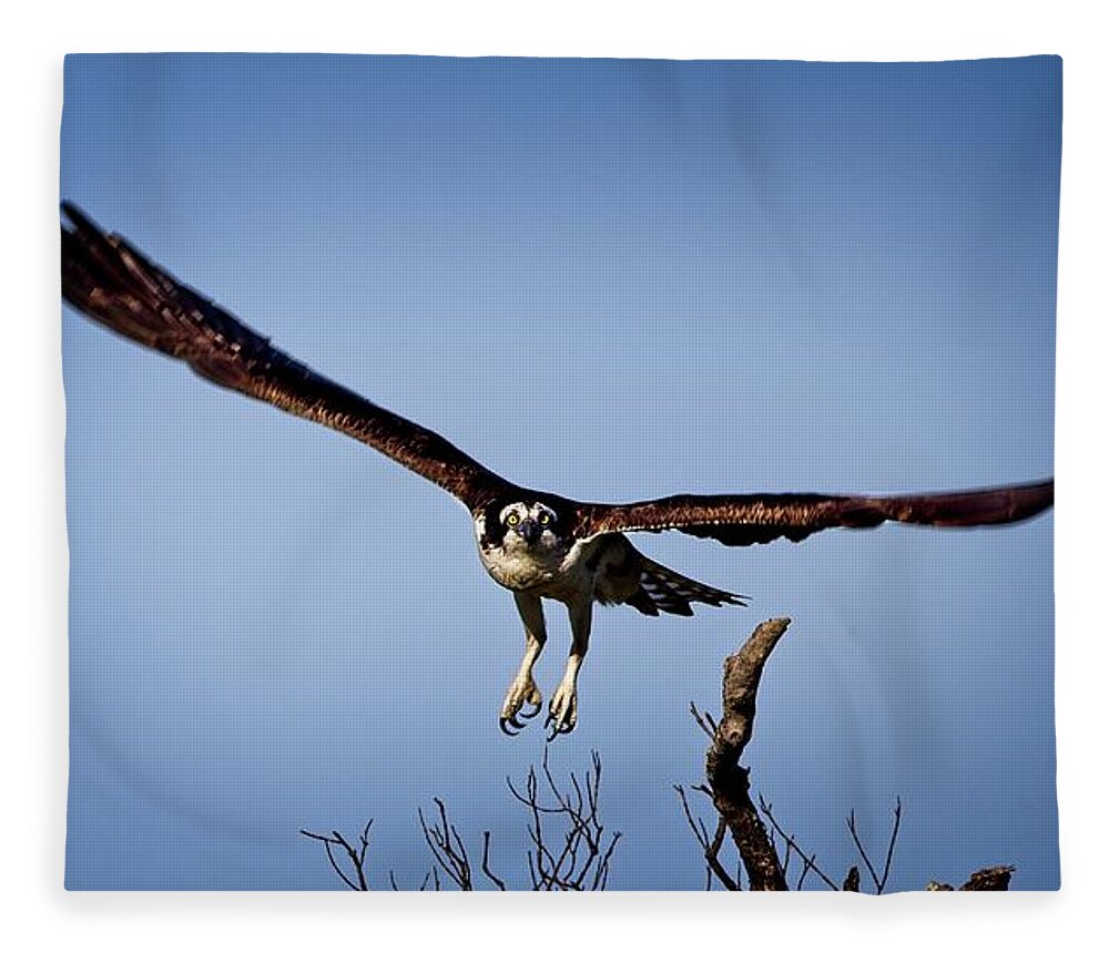Fish Eater Fleece Blanket featuring the photograph Osprey Incoming by Ronald Lutz