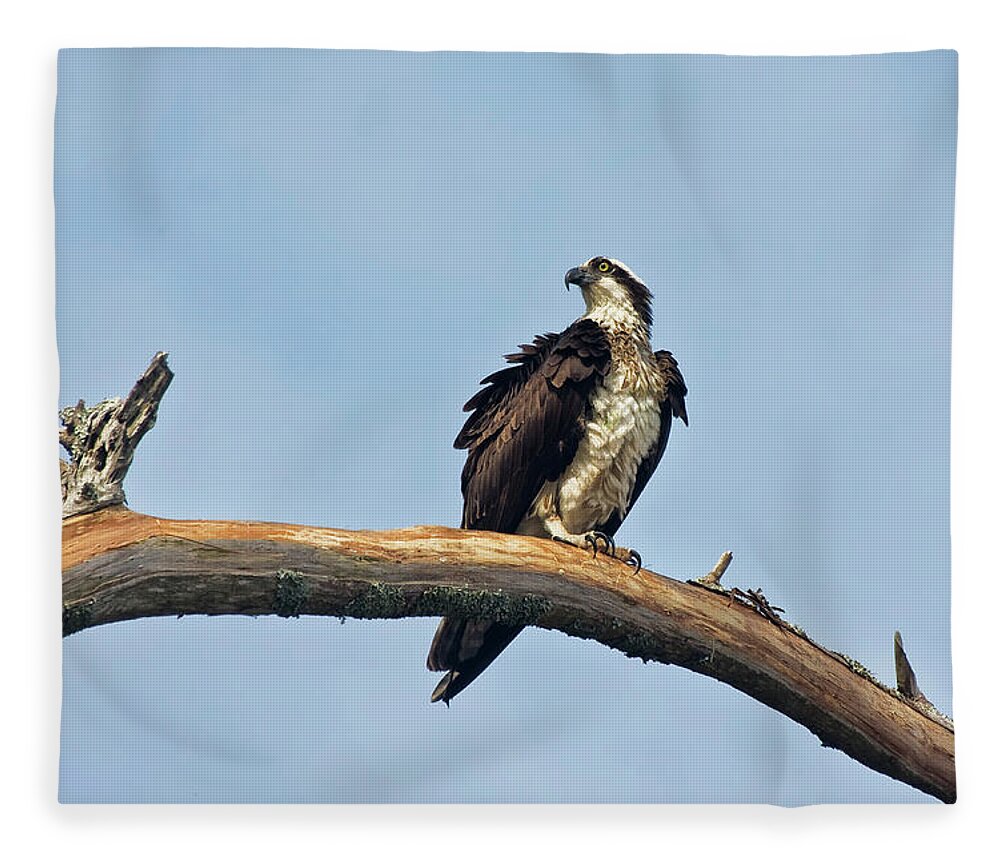 Osprey Fleece Blanket featuring the photograph Osprey Perched Above White Oak River in the Croatan by Bob Decker