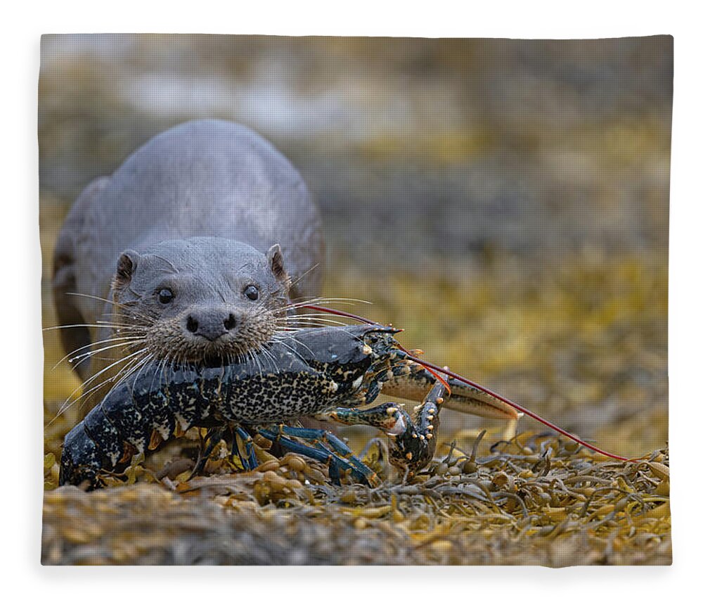 Eurasian Fleece Blanket featuring the photograph Otter Bringing Ashore A Lobster by Pete Walkden