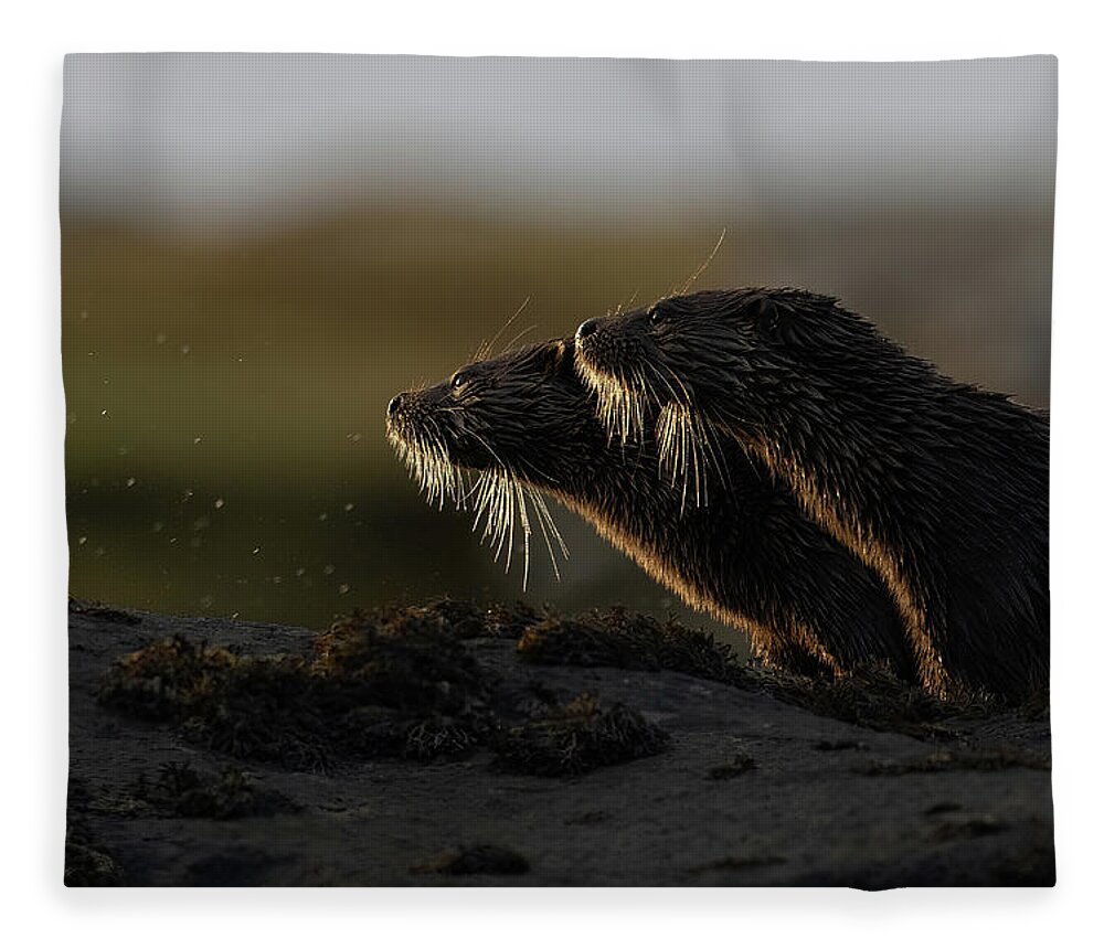 Eurasian Fleece Blanket featuring the photograph Otters' Whiskers by Pete Walkden