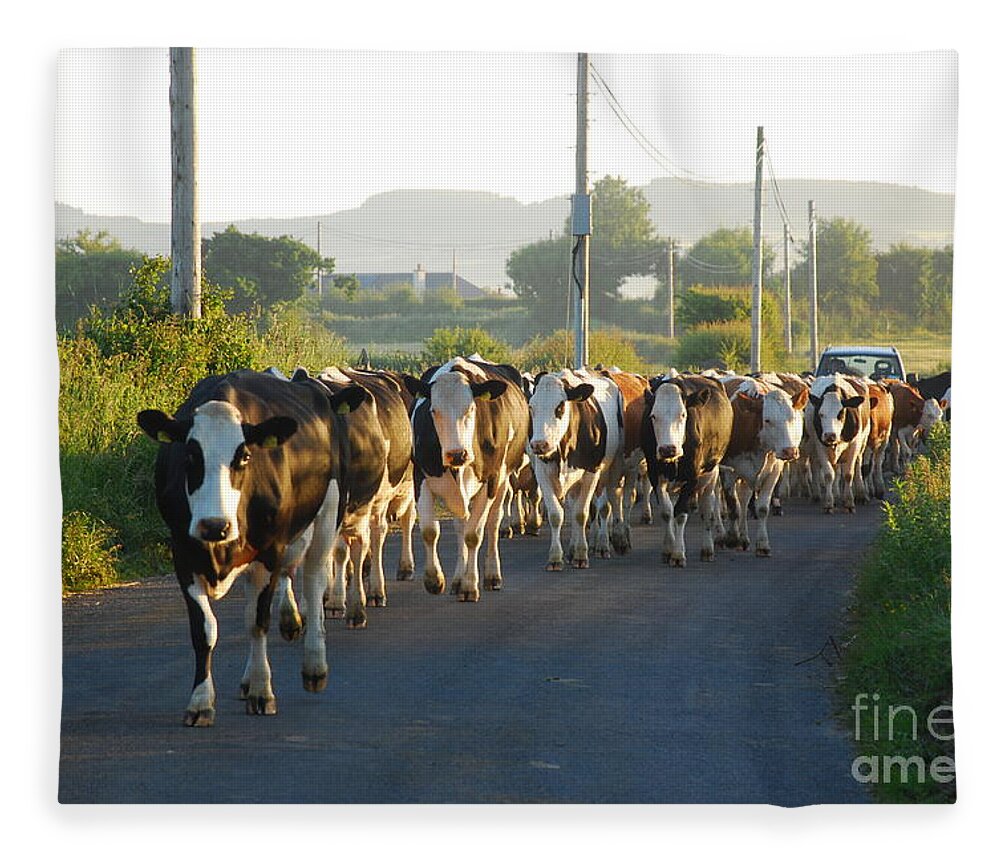 Cattle Fleece Blanket featuring the photograph Out for grazing by Joe Cashin