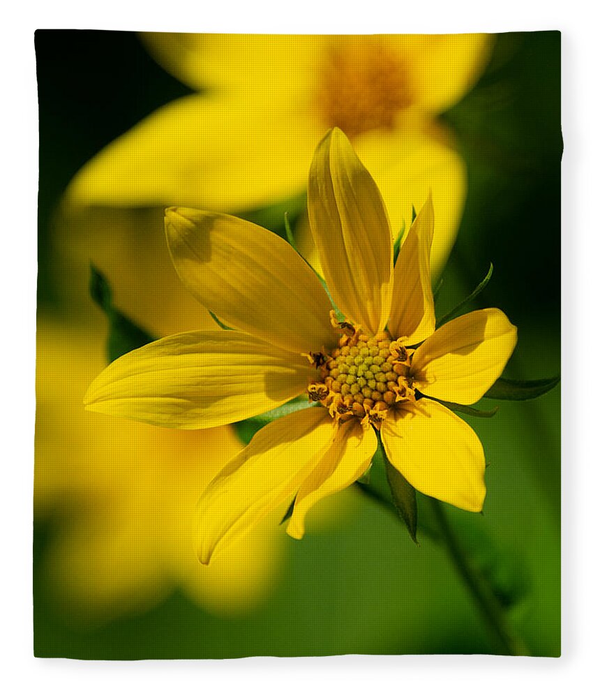 Sunflower Fleece Blanket featuring the photograph Packing Sunflower by Linda Bonaccorsi