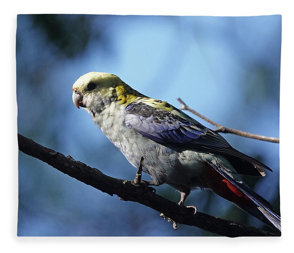 Birds Fleece Blanket featuring the photograph Pale-headed Rosella perched by Maryse Jansen