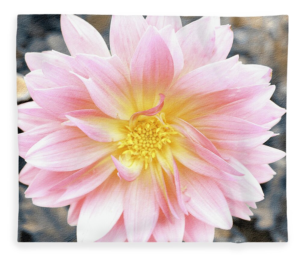 Flower Fleece Blanket featuring the photograph Pale Pink and Yellow Dahlia by Bentley Davis