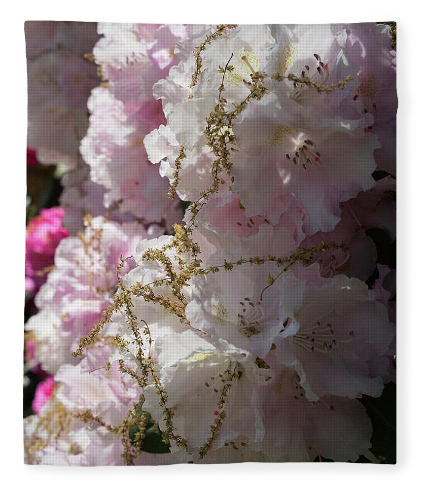 Rhododendron Fleece Blanket featuring the photograph Pale pink rhododendron flowers 1 by Adriana Mueller