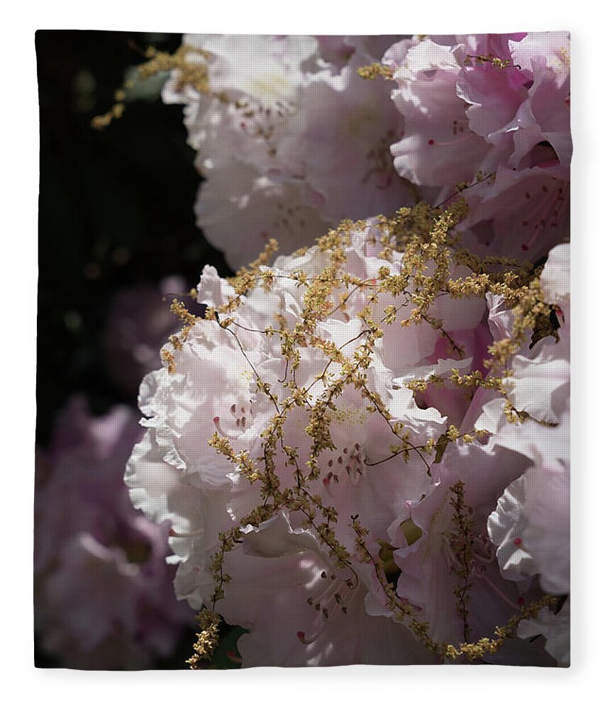 Rhododendron Fleece Blanket featuring the photograph Pale pink rhododendron flowers 2 by Adriana Mueller