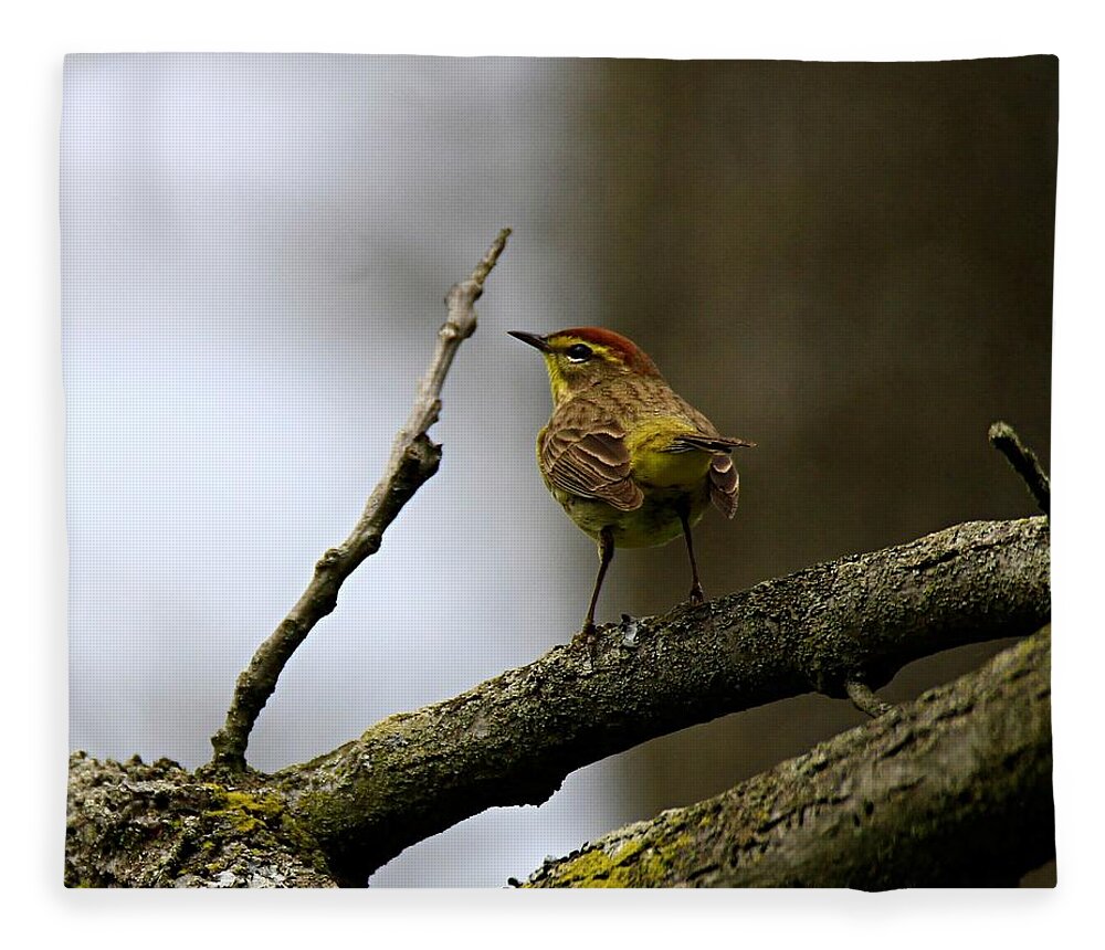 Palm Warbler Fleece Blanket featuring the photograph Palm Warbler by Mary Walchuck