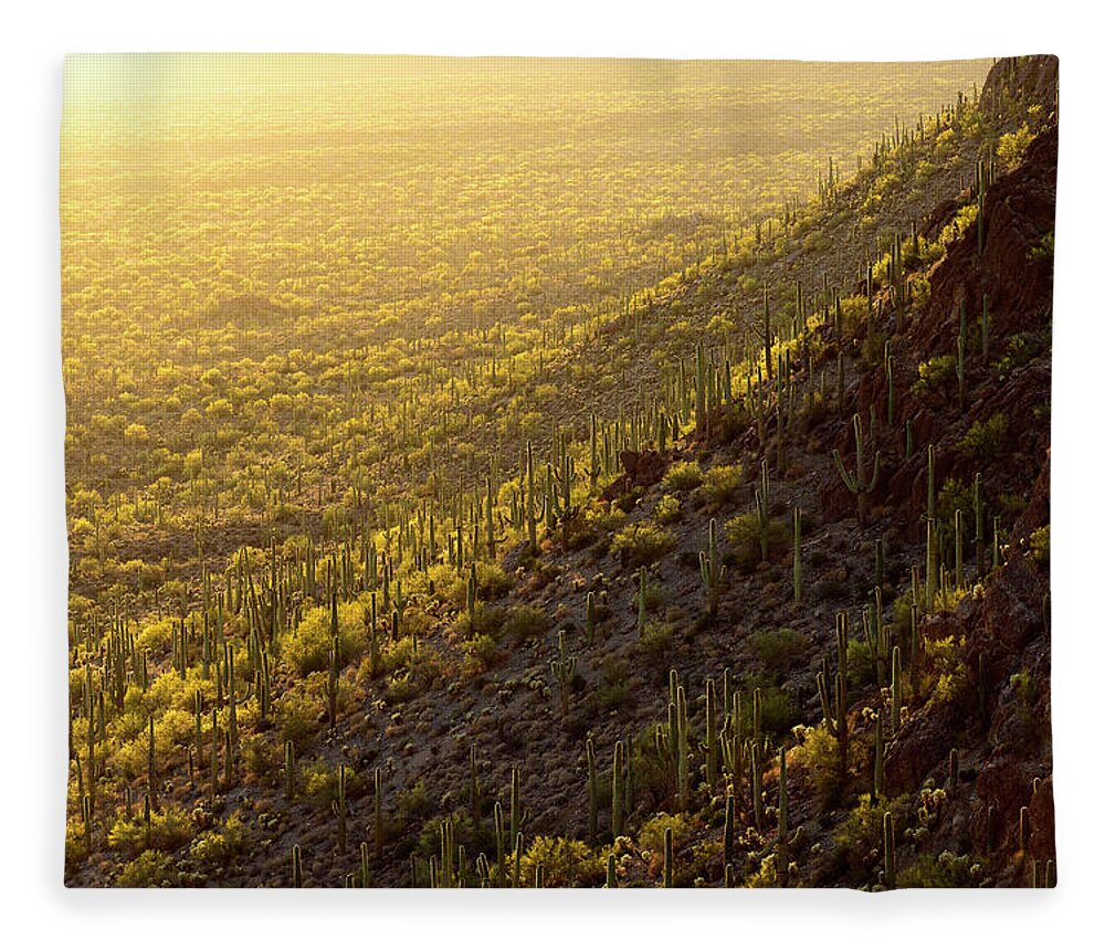Arizona Fleece Blanket featuring the photograph Palo Verde Gold by James Covello