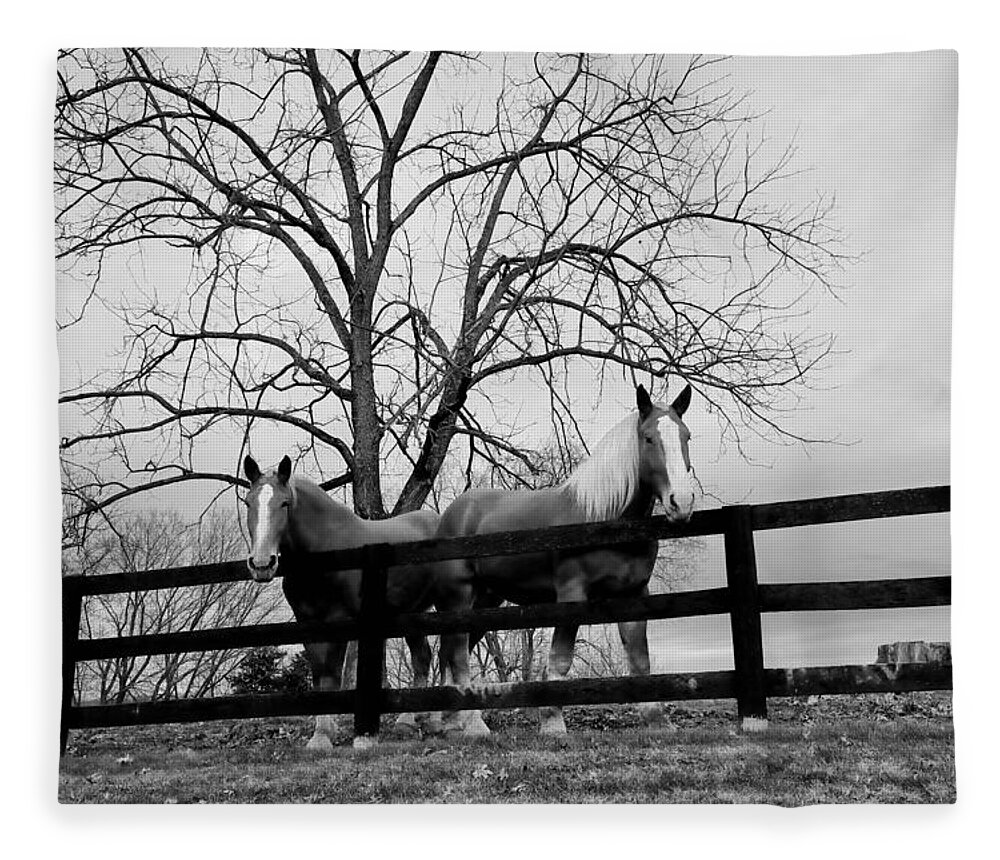 Horse Fleece Blanket featuring the photograph Pals in a Pasture at Day's End by Steve Ember