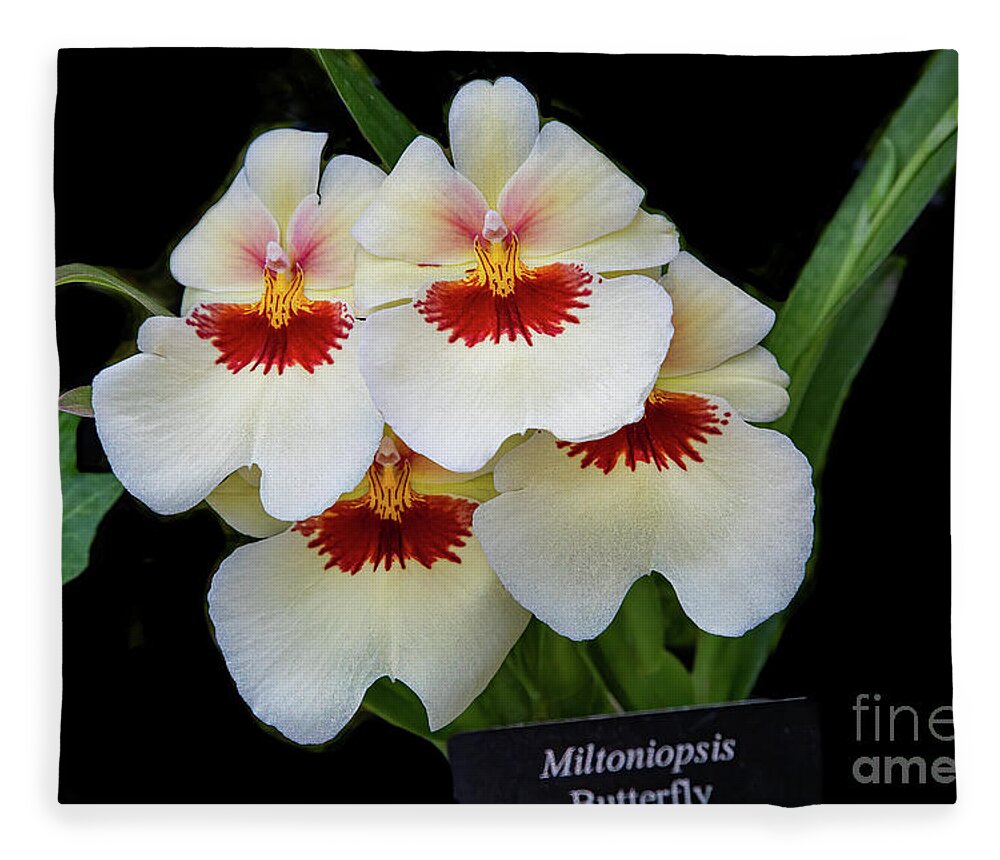 Conservatory Fleece Blanket featuring the photograph Pansies on Parade by Marilyn Cornwell