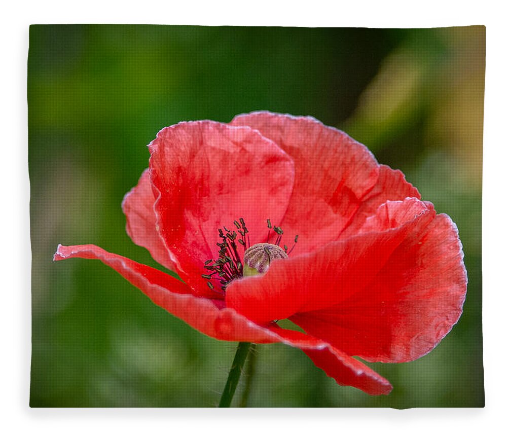 Red Poppy Fleece Blanket featuring the photograph Papery Poppy Petals by Linda Bonaccorsi