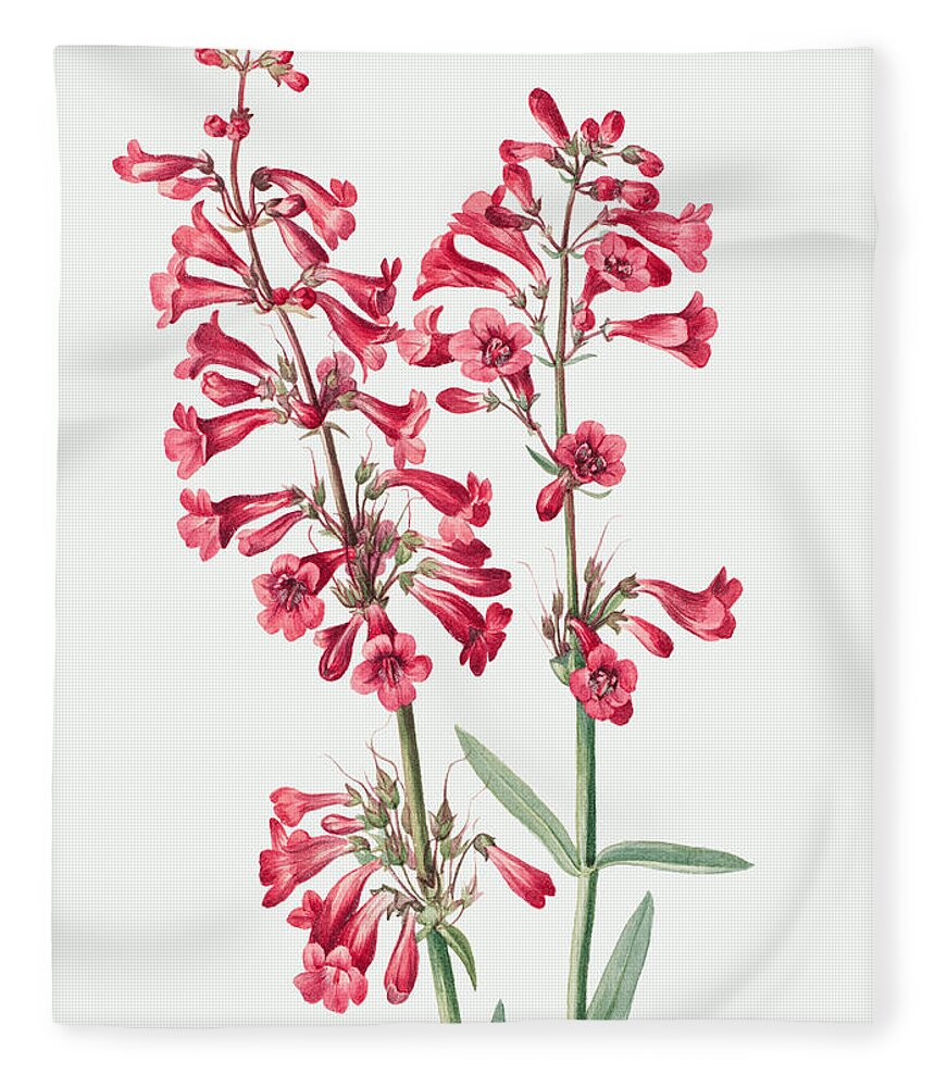 Parry's Penstemon Fleece Blanket featuring the painting Parry's Penstemon Flowers. ByMary Vaux Walcott by World Art Collective