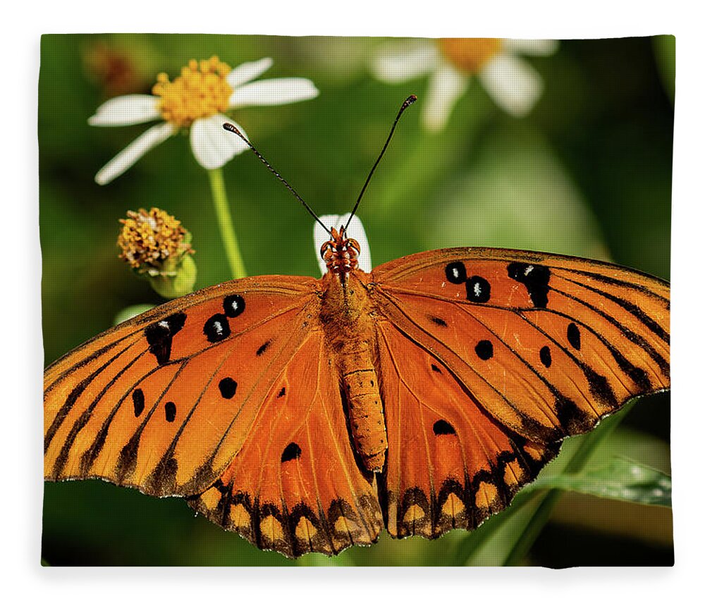 Gulf Fritillary Fleece Blanket featuring the photograph Passion Butterfly warms in the sun by RD Allen