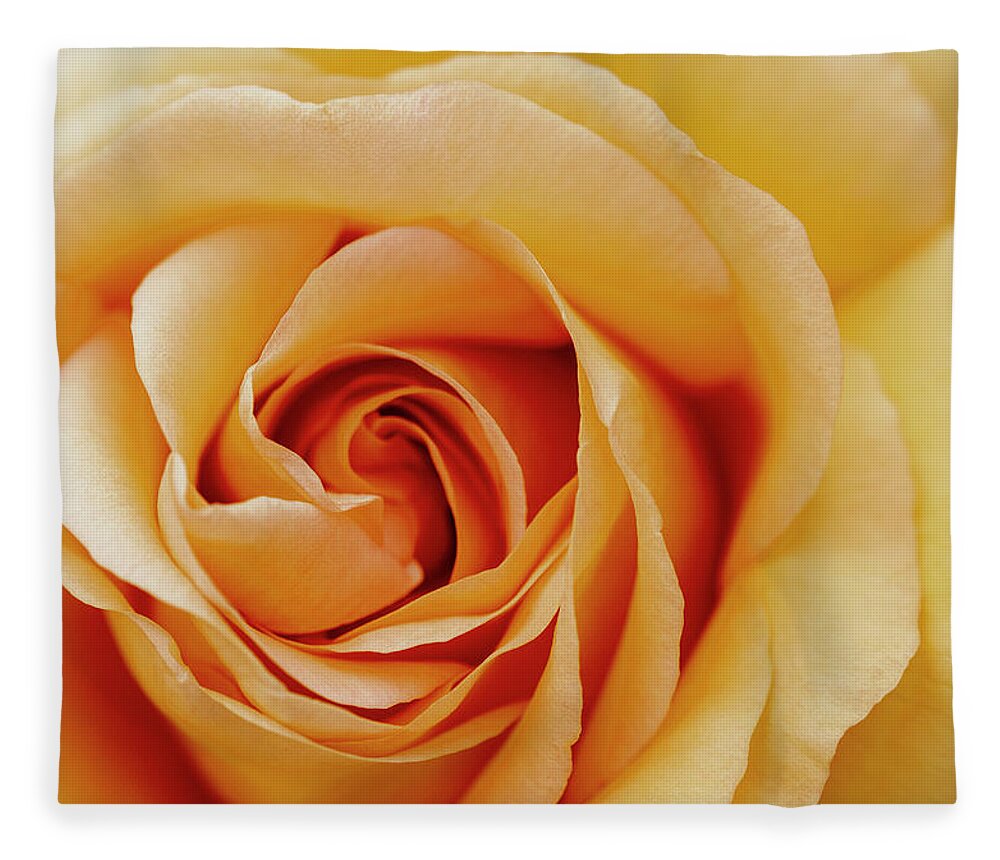 Rose Fleece Blanket featuring the photograph Peach Rose by Gareth Parkes